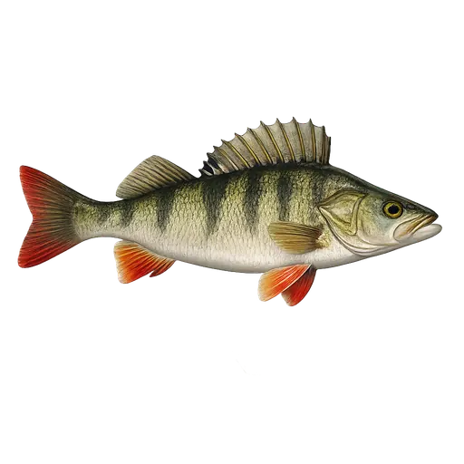 Abbor (Perca fluviatilis)
