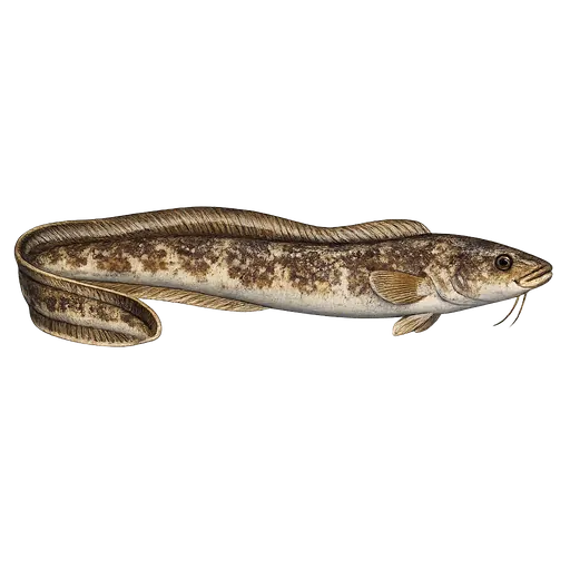 Båndålebrosme (Lycodes eudipleurostictus)