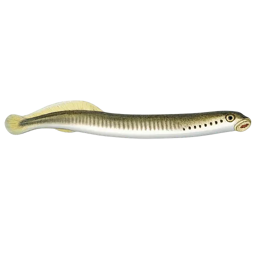 Bekkeniøye (Lampetra planeri)
