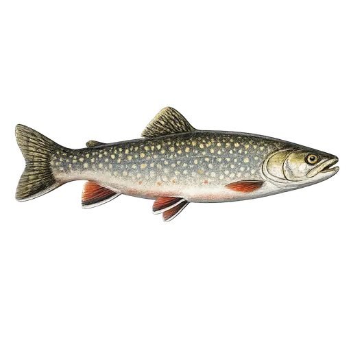 Bekkerøye (Salvelinus fontinalis)