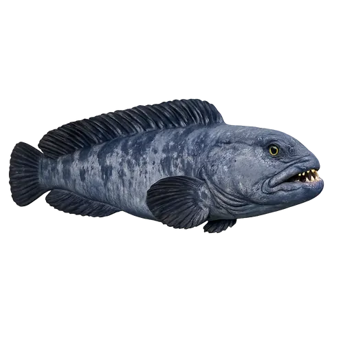 Blåsteinbit (Anarhichas denticulatus)