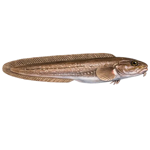 Blek ålebrosme (Lycodes pallidus)