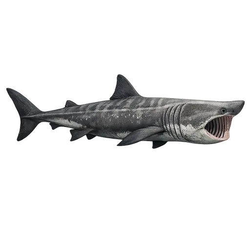 Brugde (Cetorhinus maximus)