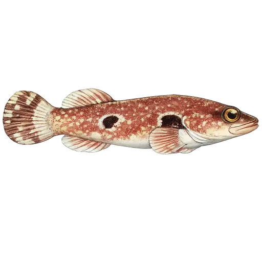 Dobbeltsuger (Diplecogaster bimaculata)