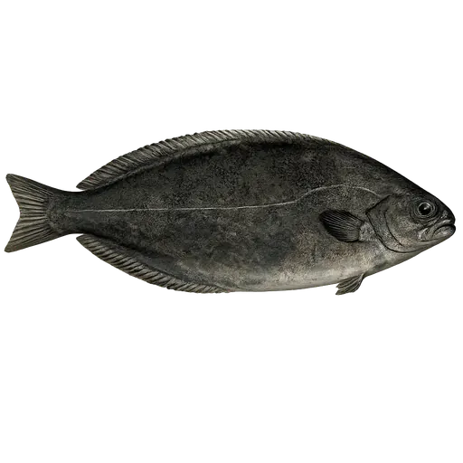 Engelsk svartfisk (Schedophilus medusophagus)
