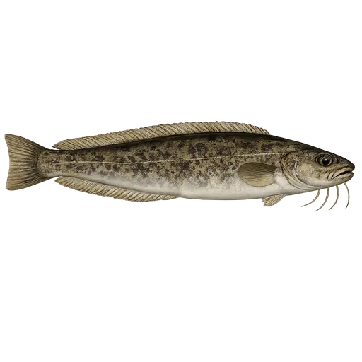 Femtrådet tangbrosme (Ciliata mustela)
