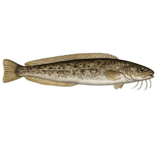 Firetrådet tangbrosme (Enchelyopus cimbrius)