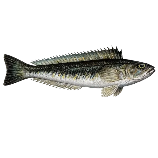 Fjesing (Trachinus draco)