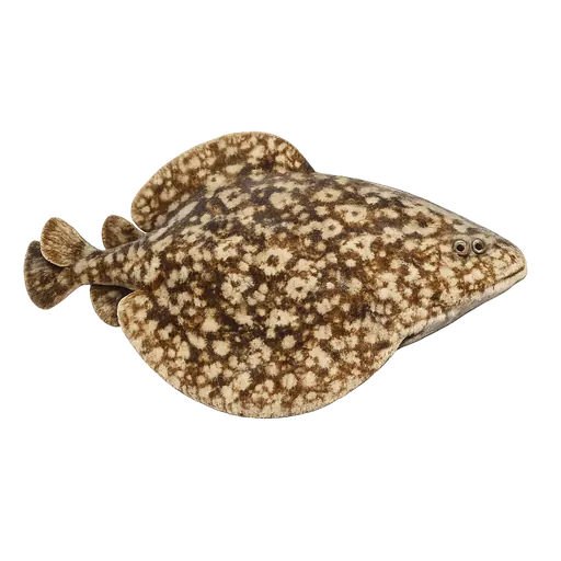 Flekket el-rokke (Torpedo marmorata)