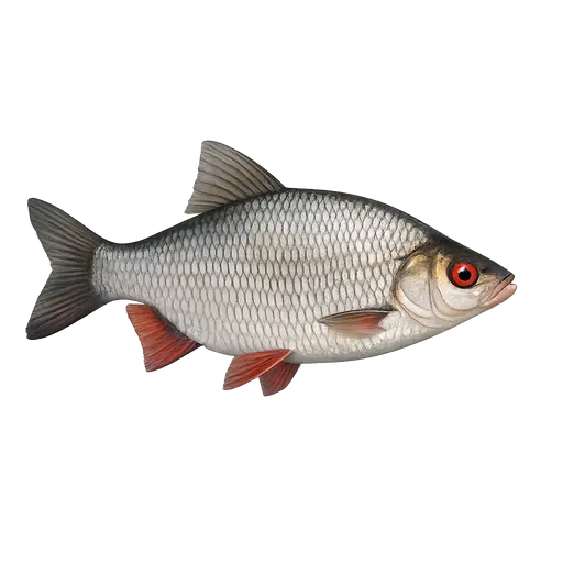 Flire (Blicca bjoerkna)