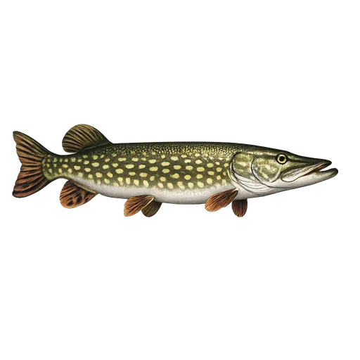 Gjedde (Esox lucius)