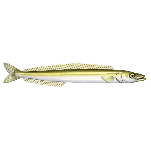 Glattsil (Gymnammodytes semisquamatus)
