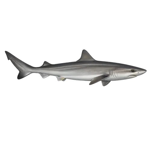 Gråhai (Galeorhinus galeus)
