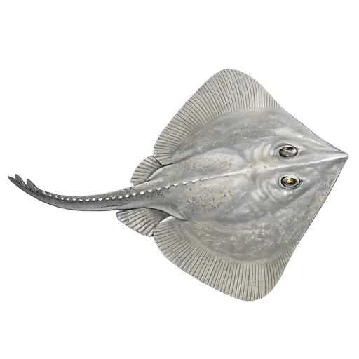 Gråskate (Bathyraja spinicauda)