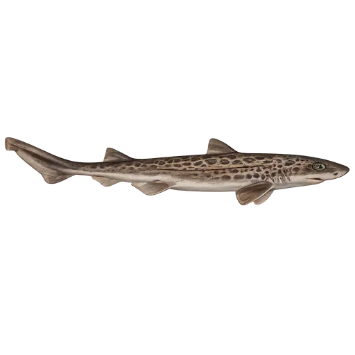 Hågjel (Galeus melastomus)