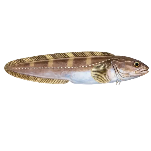 Halvnaken ålebrosme (Lycodes seminudus)