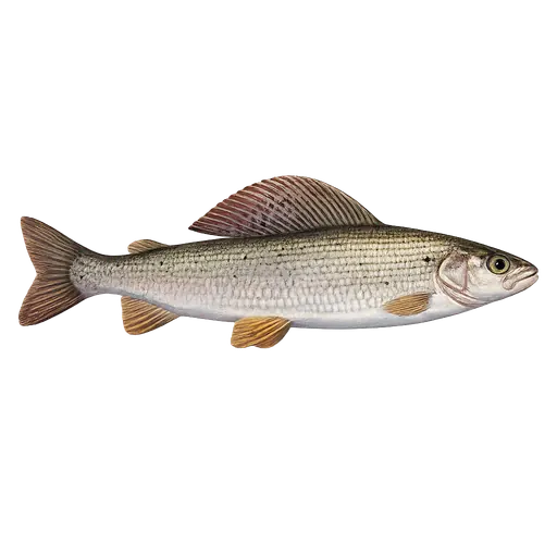 Harr (Thymallus thymallus)