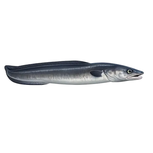 Havål (Conger conger)
