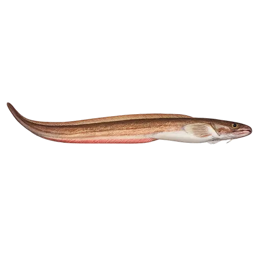 Havålebrosme (Lycenchelus muraena)