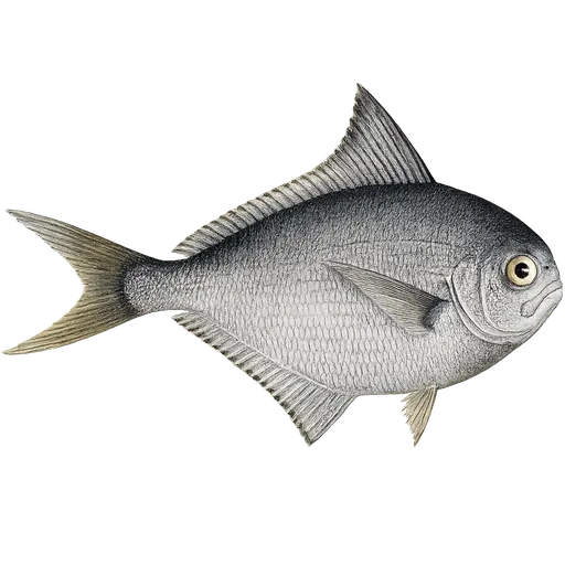 Havbrasme (Brama brama)