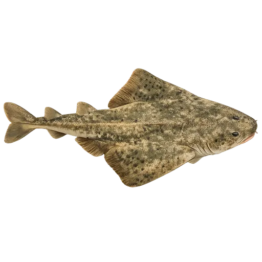 Havengel (Squatina squatina)