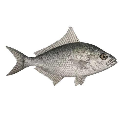 Høyfinnet havbrasme (Taractes asper)