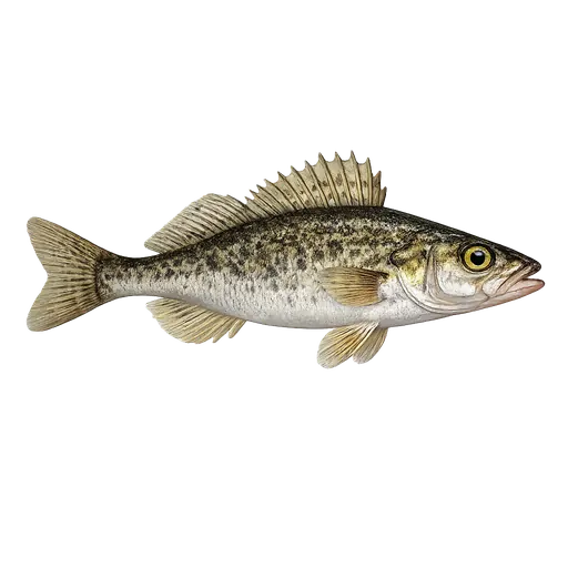 Hork (Gymnocephalus cernua)
