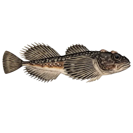 Hornulke (Myoxocephalus quadricornis)