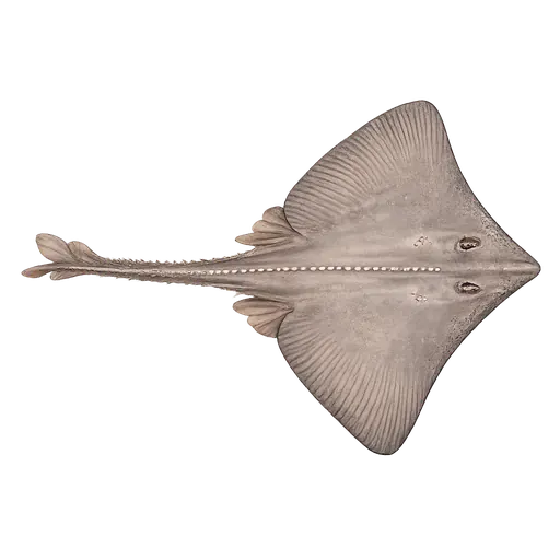 Hvitskate (Rajella lintea)