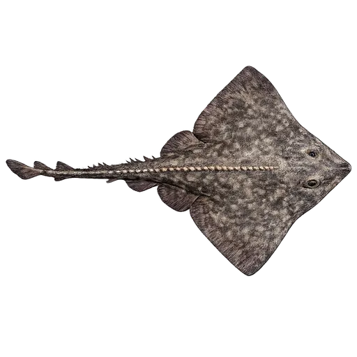 Isskate (Amblyraja hyperborea)