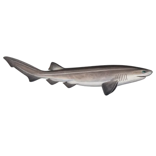 Kamtannhai (Hexanchus griseus)