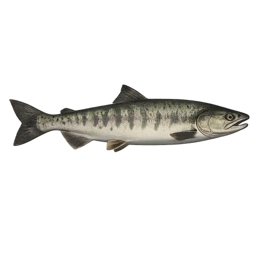 Ketalaks (Oncorhynchus keta)