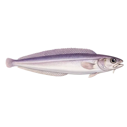 Kongeringbuk (Rhodichthys regina)