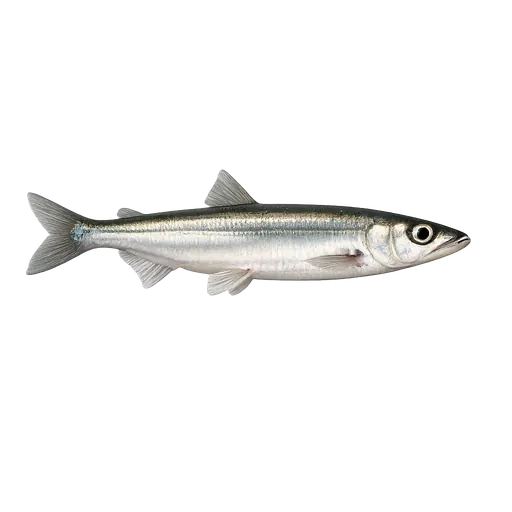 Krøkle (Osmerus eperlanus)