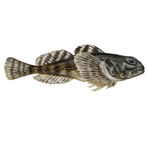 Krokulke (Artediellus atlanticus)