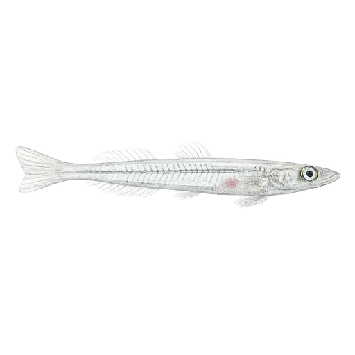 Krystallkutling (Crystallogobius linearis)