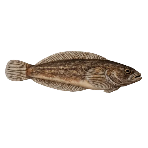 Kystringbuk (Liparis montagui)
