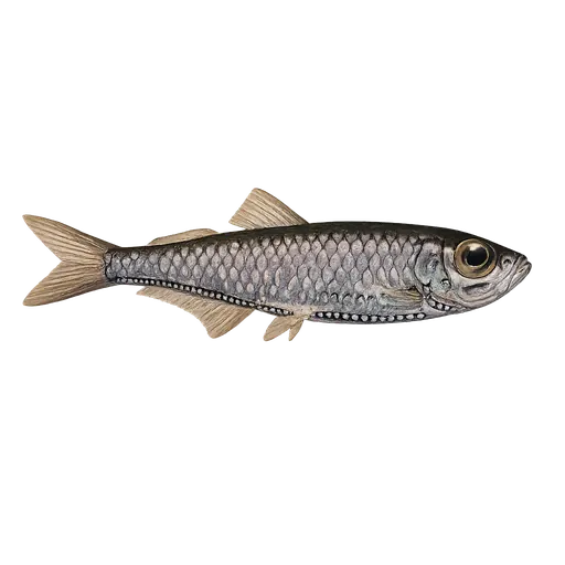 Laksesild (Maurolicus muelleri)