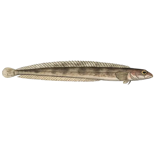 Langhalet langebarn (Lumpenus lampretaeformis)