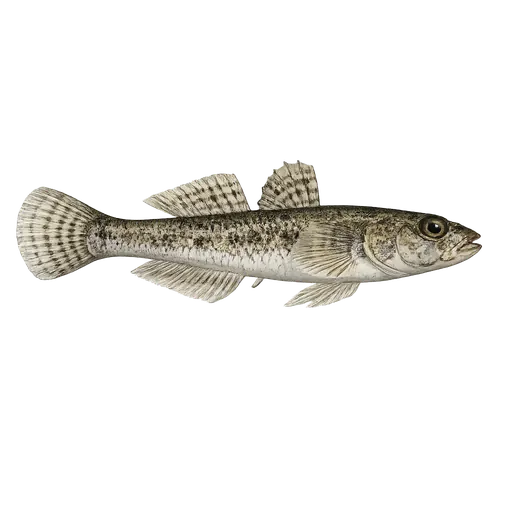 Leirkutling (Pomatoschistus microps)