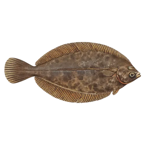 Lomre (Microstomus kitt)