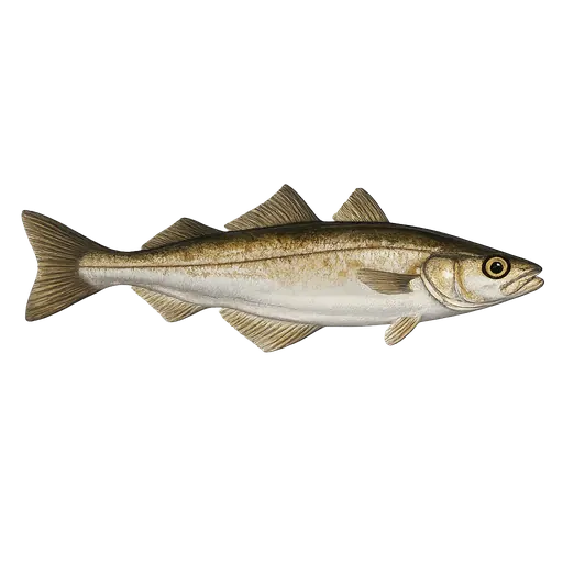 Lyr (Pollachius pollachius)