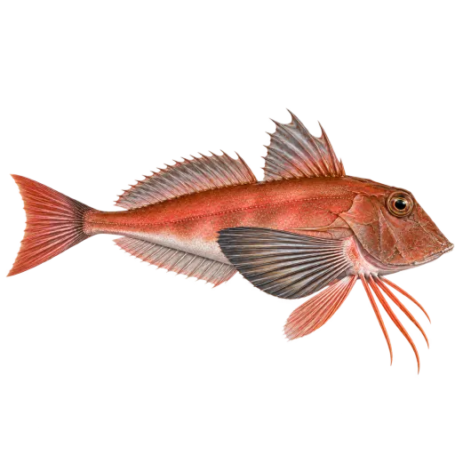 Lyreknurr