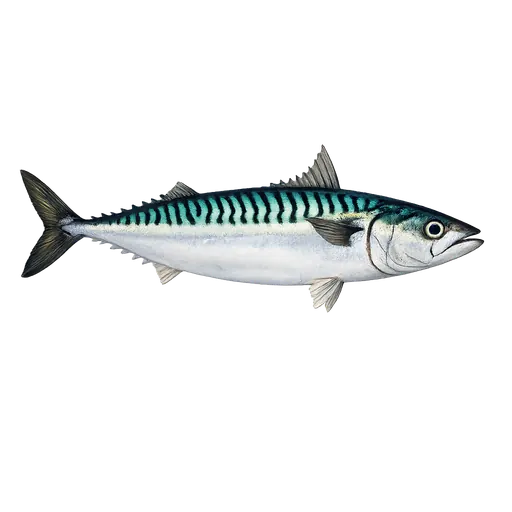 Makrell (Scomber scombrus)