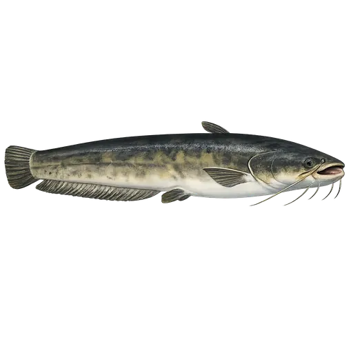 Malle (Silurus glanis)