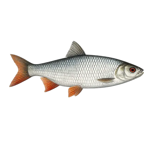 Mort (Rutilus rutilus)