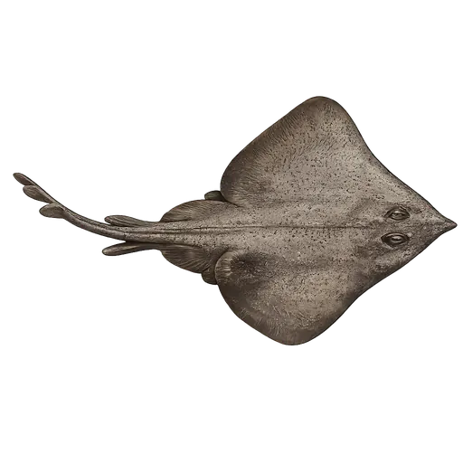 Nebbskate (Leucoraja fullonica)