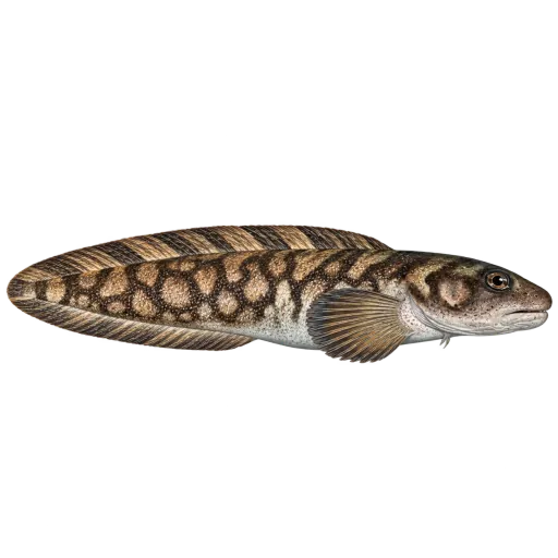 Nettålebrosme