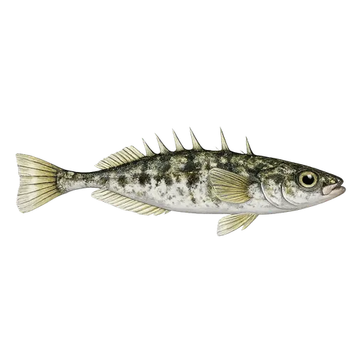 Nipigget stingsild (Pungitius pungitius)