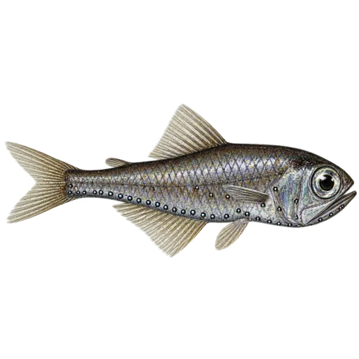 Nordlig lysprikkfisk